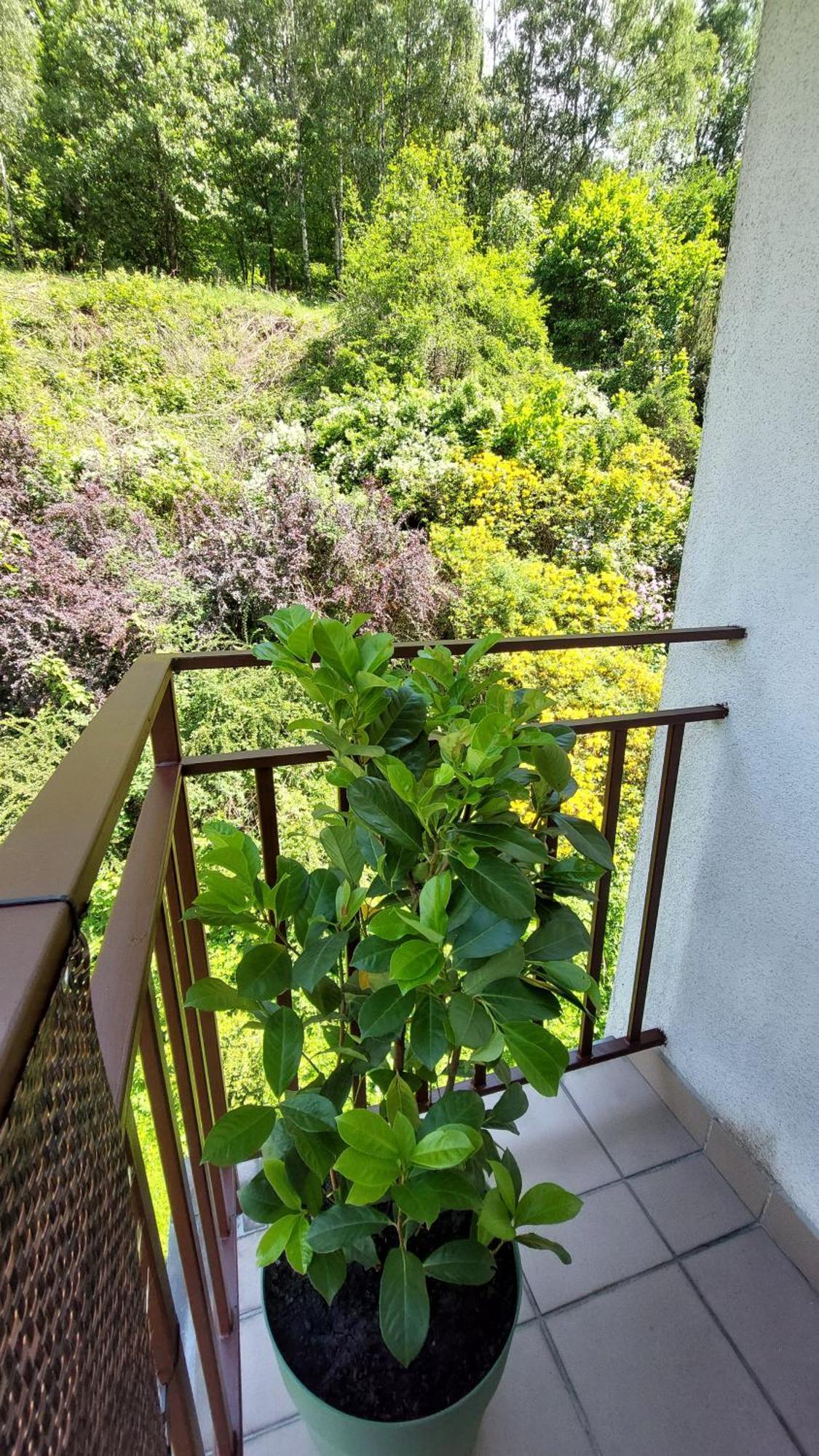 מיוודז'יגורז'ה Apartament Miedzygorski מראה חיצוני תמונה